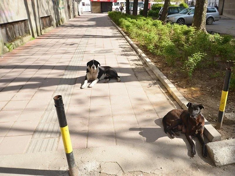 U nedelju u Nišu protest "Stop masakru i trovanju nad životinjama" 12 800x600 800x600 psi lutalice
