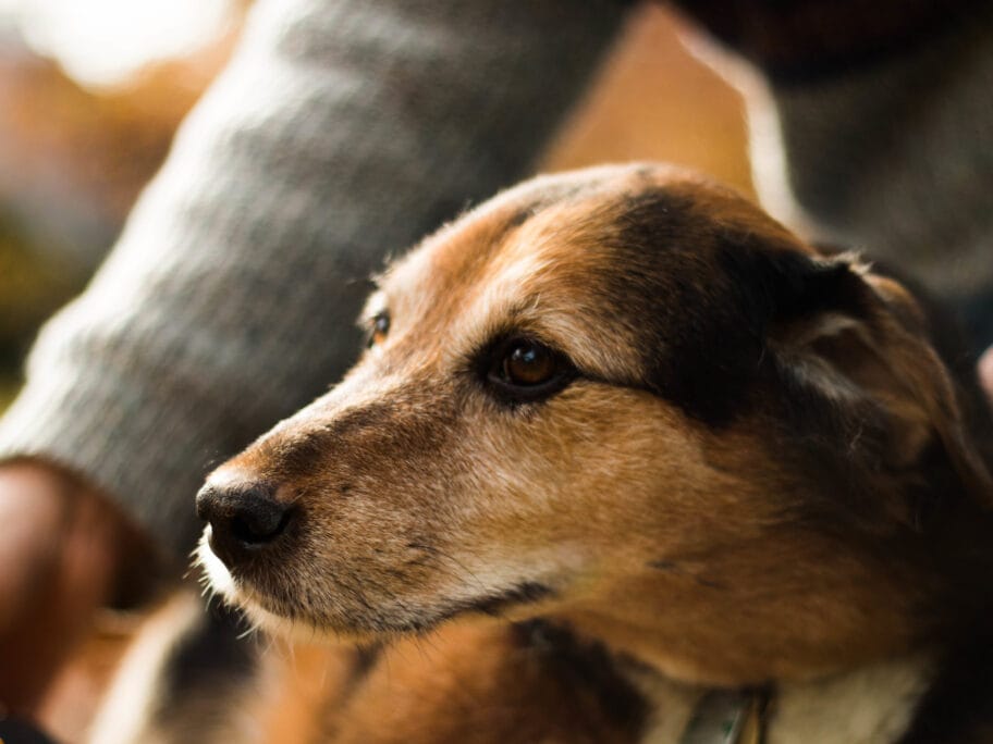 Pas ilustracija foto flickr Sasha the Okay Photographer