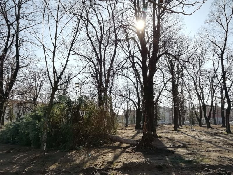 Za oborena stabla u vranjskom parku nadležni krive nevreme, uklonjena i stara česma 9 85253109 192462398802417 7901216056142725120 n