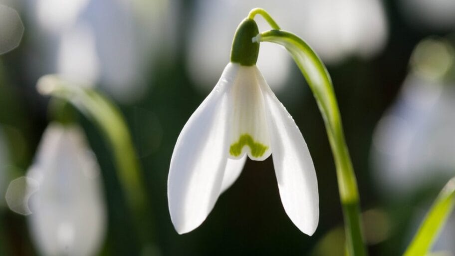 110946391 gettyimages 75837125