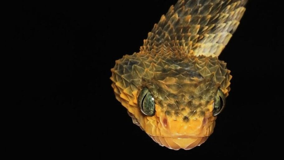 107454760 serpents0747