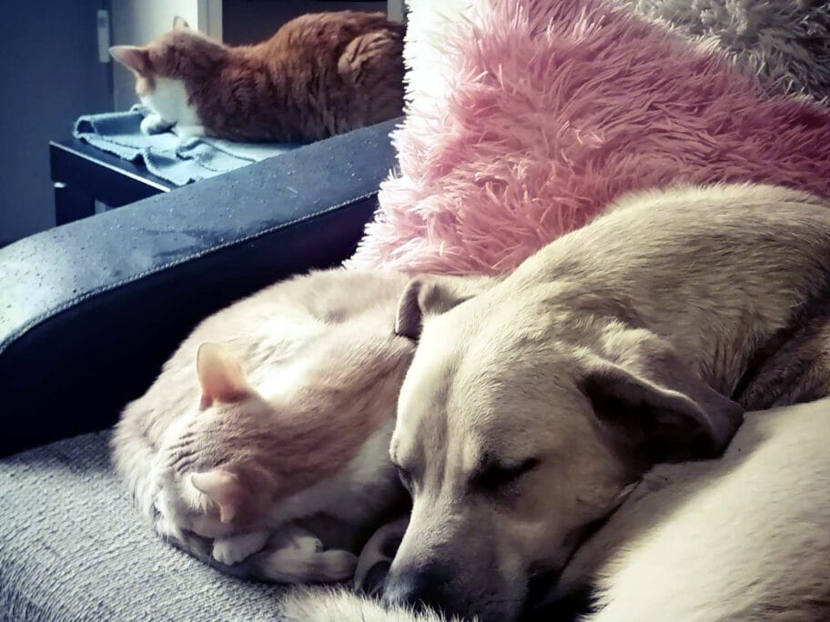 U Nišu humanitarna izložba umetničkih dela za lečenje ugroženih pasa i mačaka 17 Psi i macke foto Jelena Djordjevic