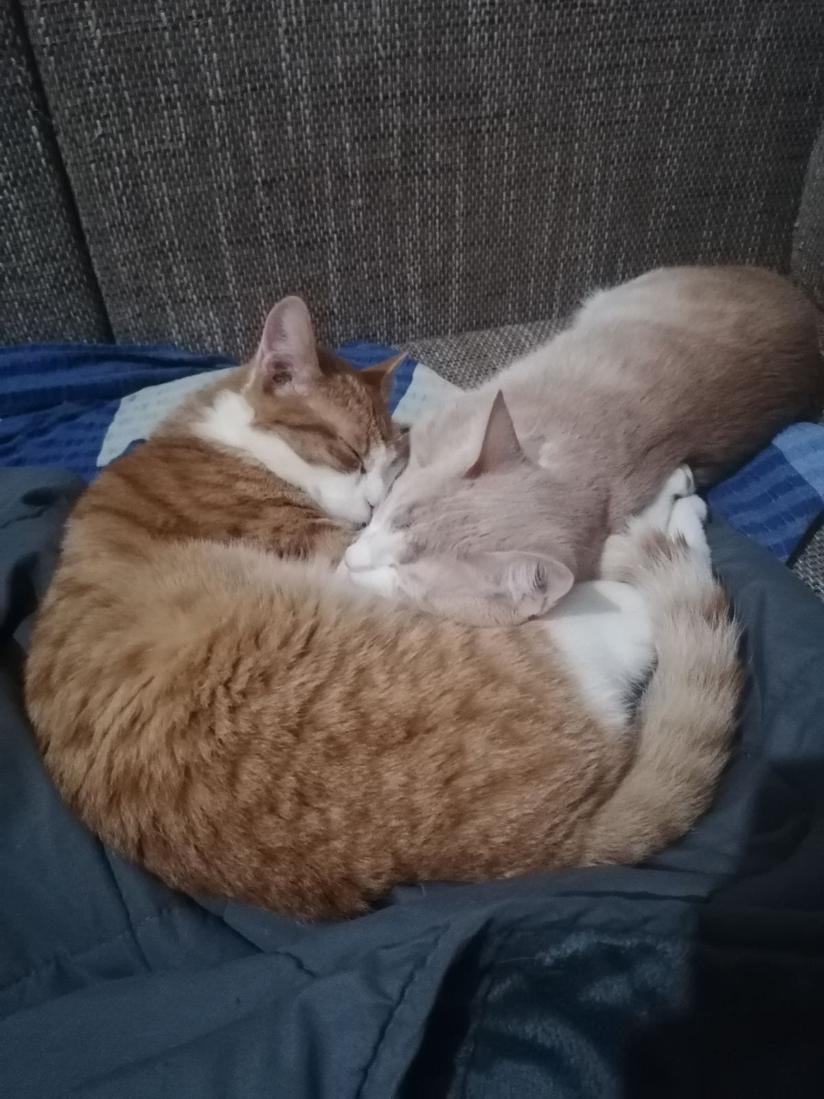 Mačke 2 foto Jovana Đorđević