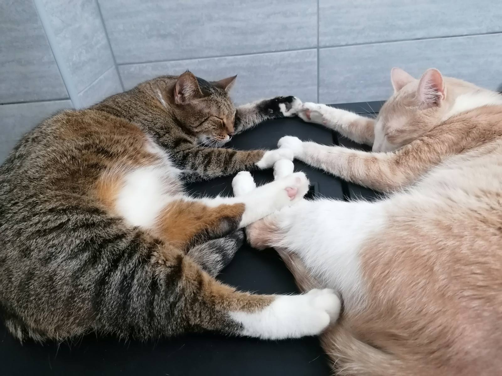 Mačke foto Jovana Đorđević