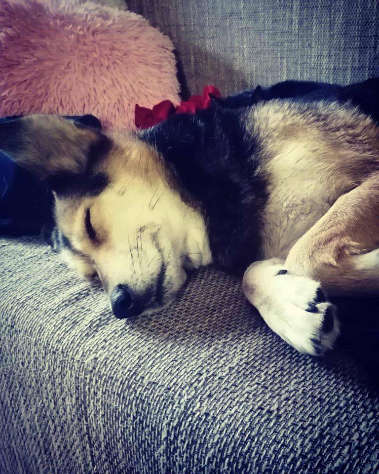 Pas 2 foto Jelena Đorđević