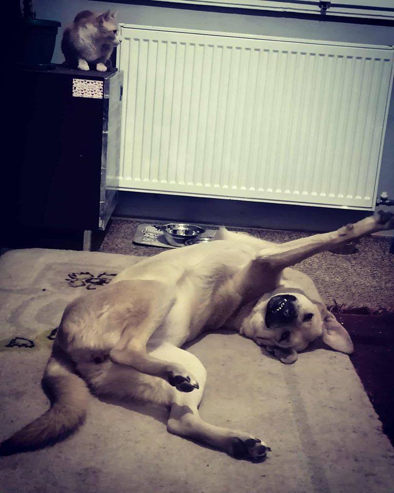 Pas foto Jelena Đorđević