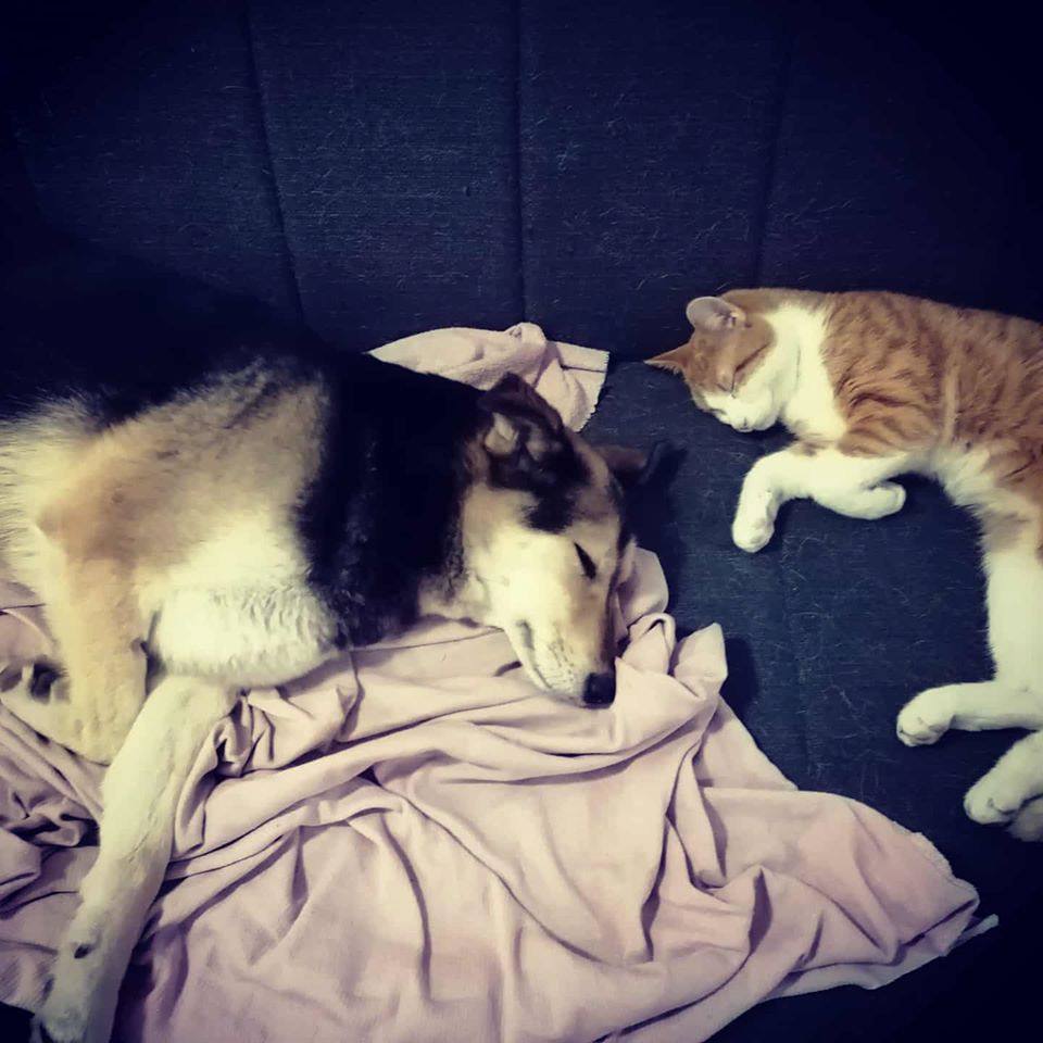 Pas i mačka foto Jelena Đorđević