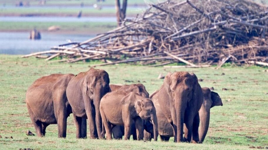 108246708 elephant11