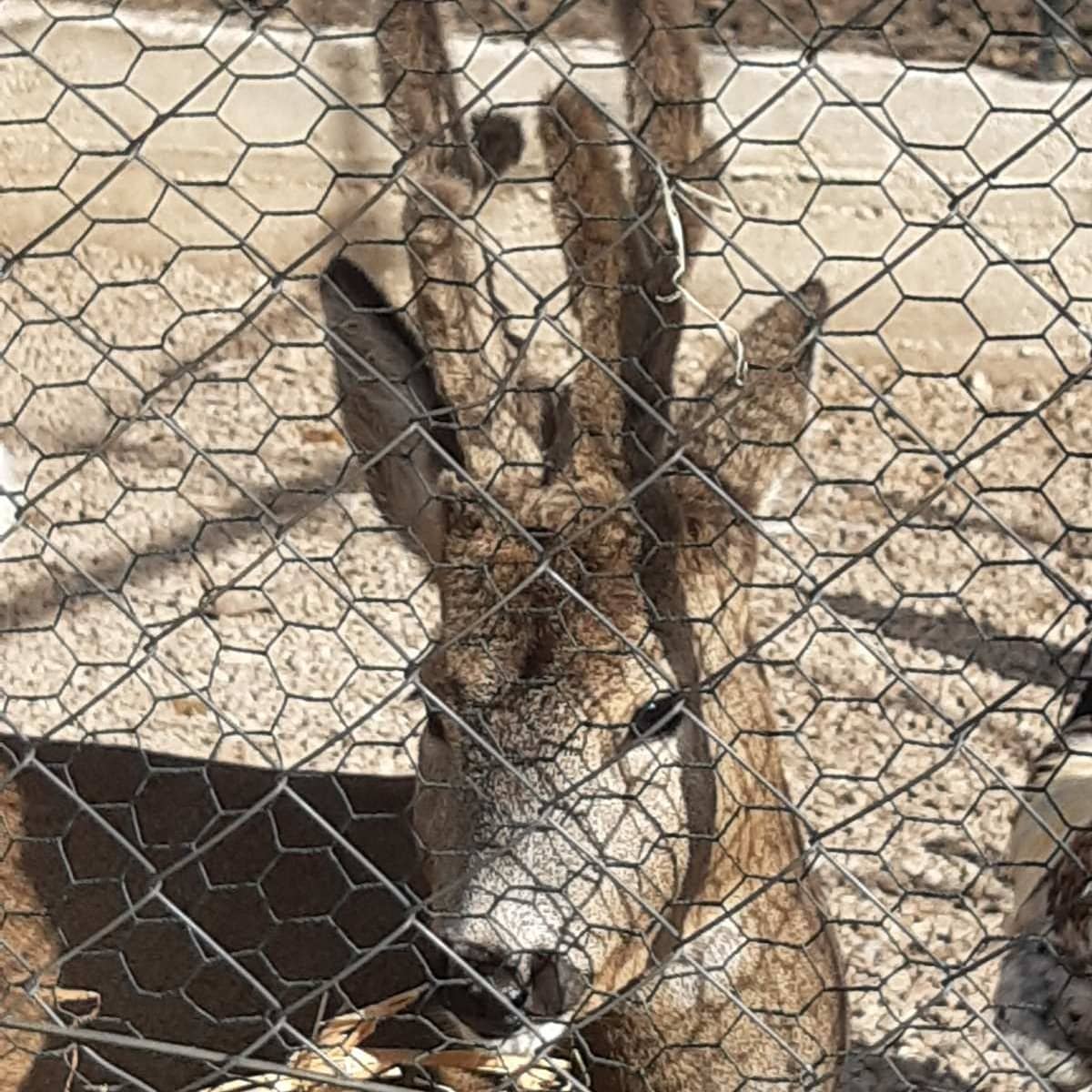 srndac radovan, zoo planet