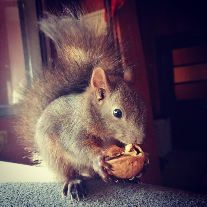 veverica, zoo planet