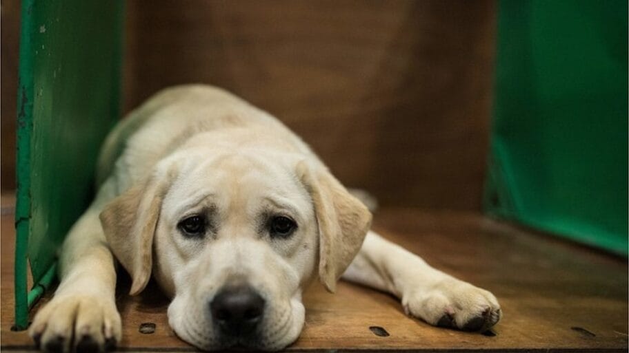 104188349 gettyimages 930435920 594x594 1