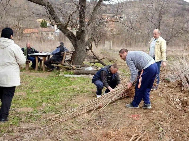 Učenici Poljoprivredne škole pošumljavaju gradsko područje 16 800x600 800x600 podela sadnica prokuplje foto lj m