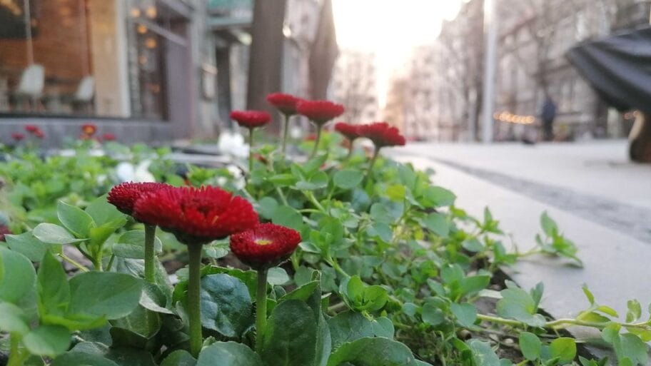 U fotografijama: Prvi dan „vanrednog proleća” u Beogradu 7 111372587 usamljeni cvetovi