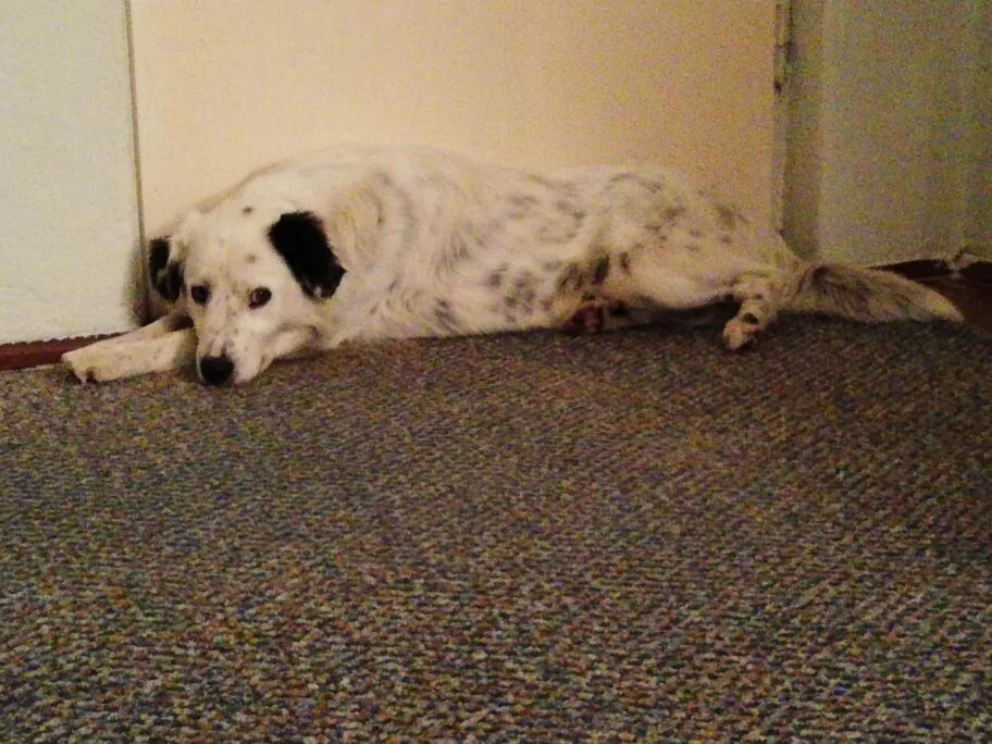 Niško Udruženje "Pit" poziva građane da doniraju novogodišnje paketiće za napuštene pse 7 1280x0 90457057 219261529188120 1265040474817691648 n