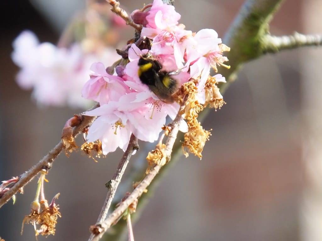 16920218540_94ed23787d_b