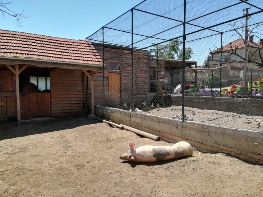 Zoo kutak Kamenica foto Juzne vesti Jovana Adamovic