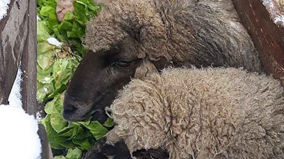 111651703 salatapredovcama fotoelenadj