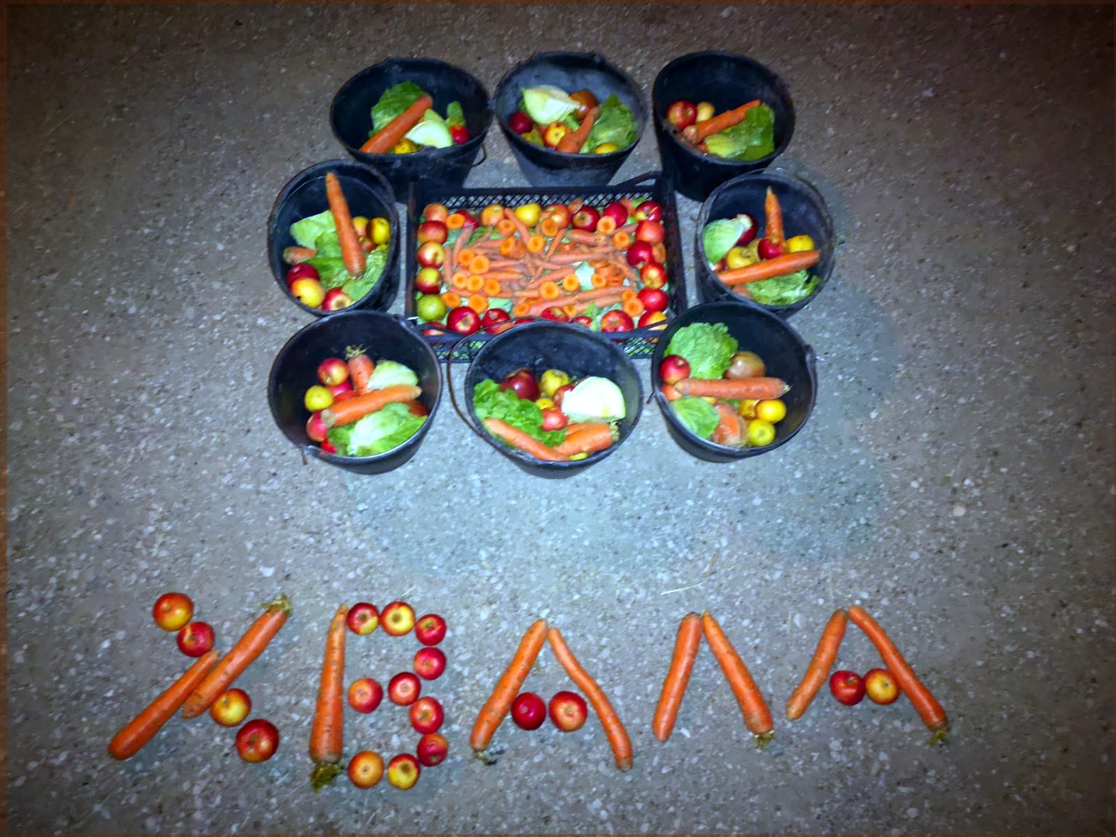 Povrce i voce donacija foto Zoo planet