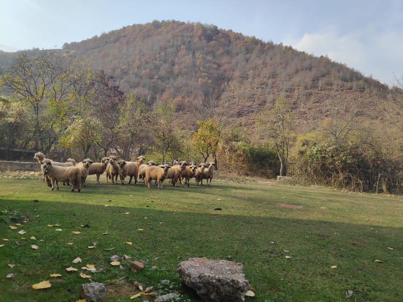 ovce Pirot foto lj f