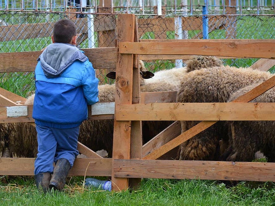ovce i dete foto ALEKSANDAR KOSTIC
