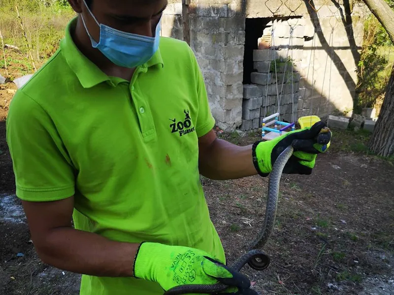 zmija zoo planet april 2020