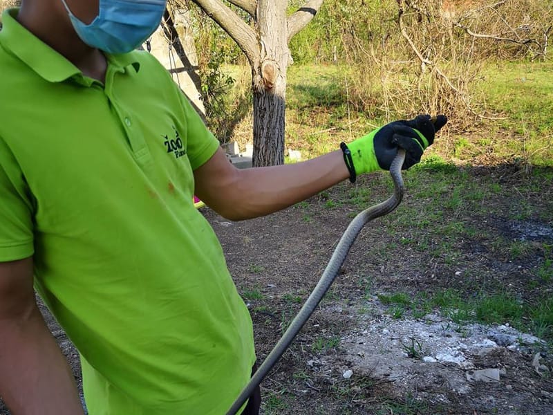 zmija april 2020 foto zoo planet