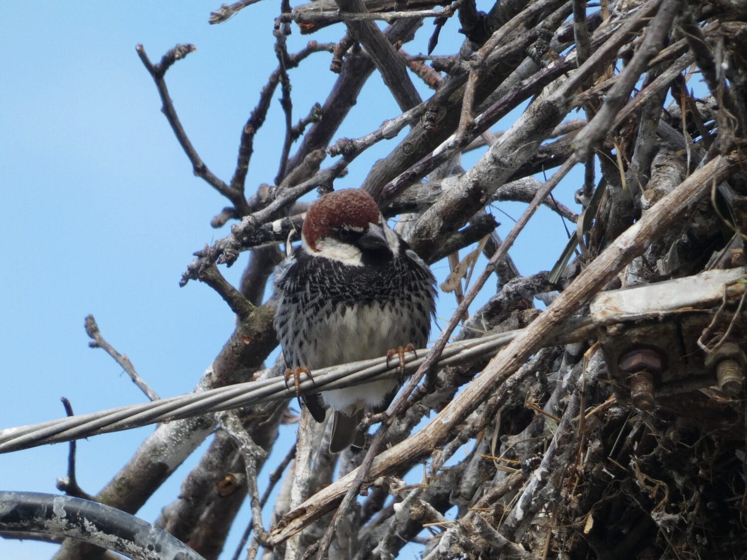 Spanski vrabac Cropped scaled