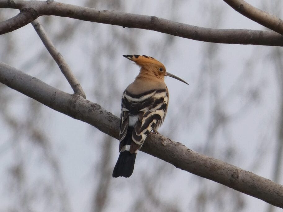 Pupavac Cropped scaled