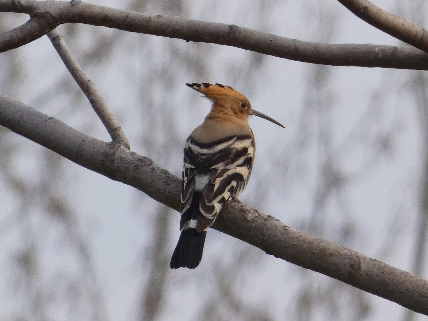 Posmatranje ptica - idealna razonoda za vreme karantina 1 Pupavac Cropped scaled
