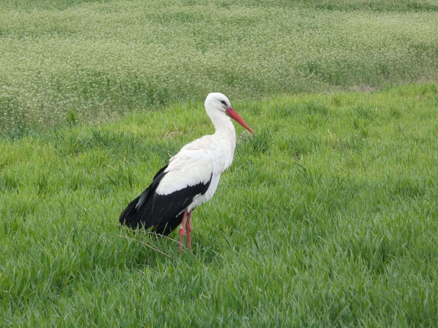 Bela roda Cropped scaled