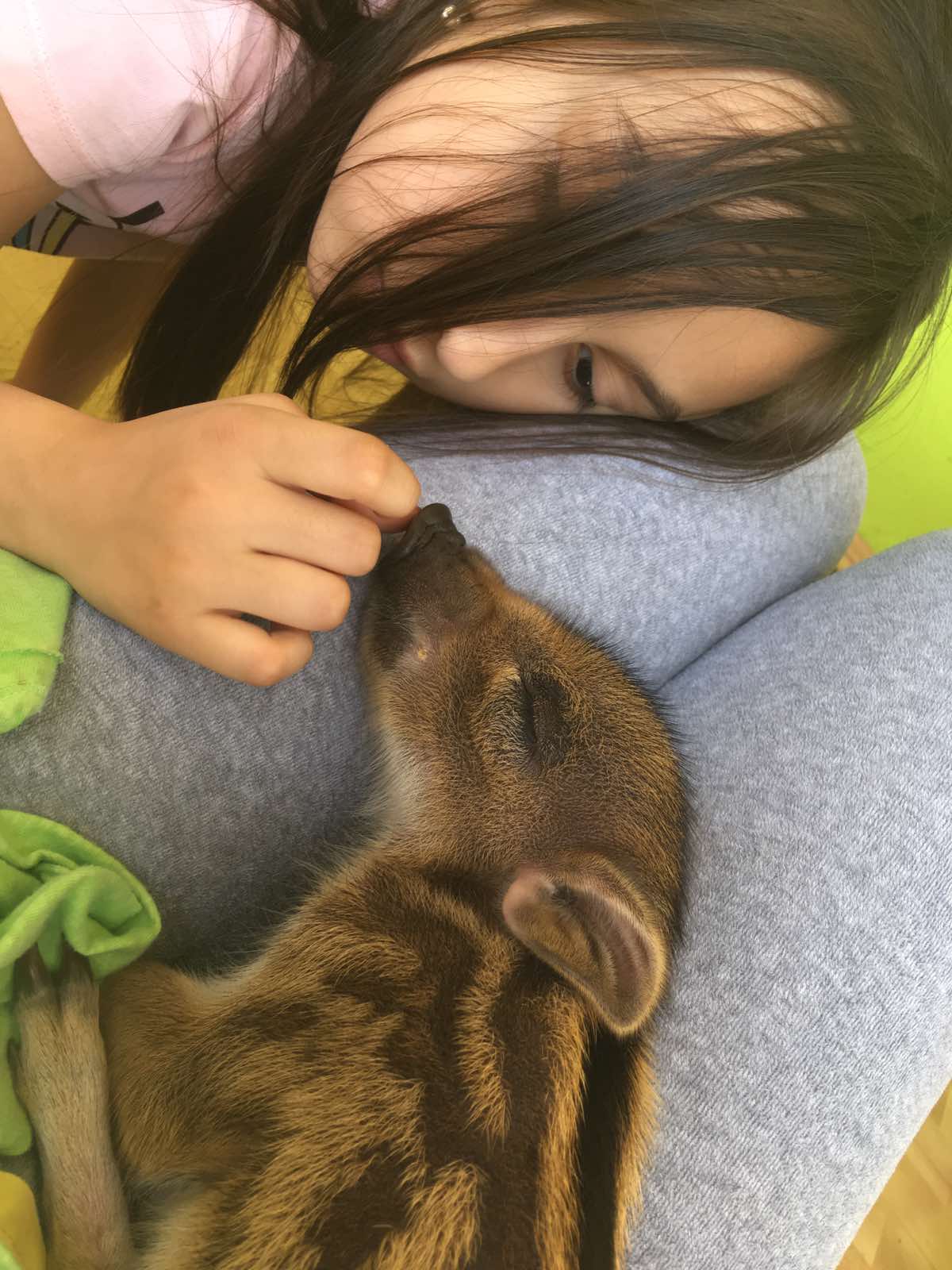 Divlja svinja mala Zoo planet foto Zoo planet