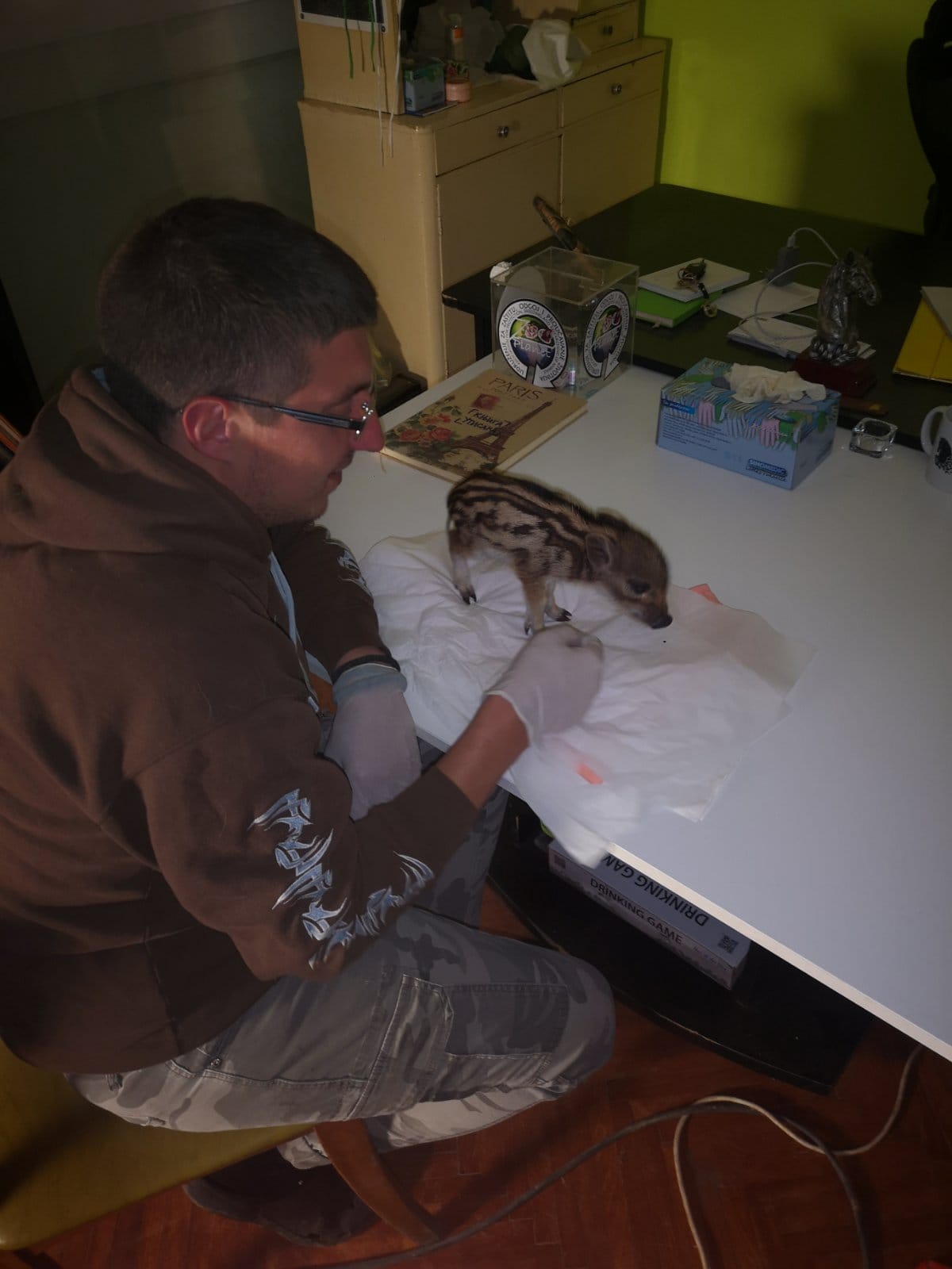 Divlja svinja prase Zoo planet foto Zoo planet