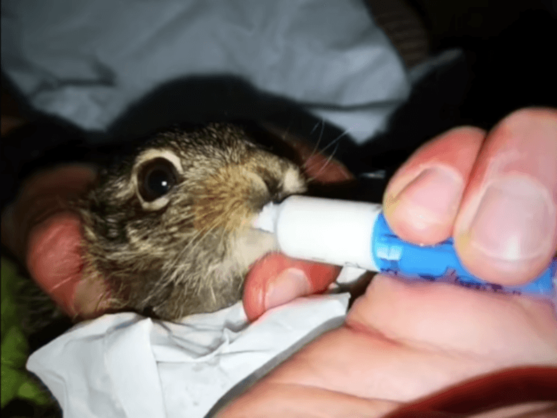 Zeka 2 foto print screen facebook