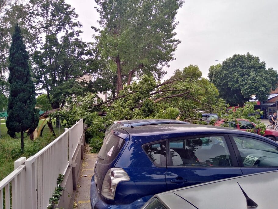 Drvo oboreno 8 foto Vanja Keser