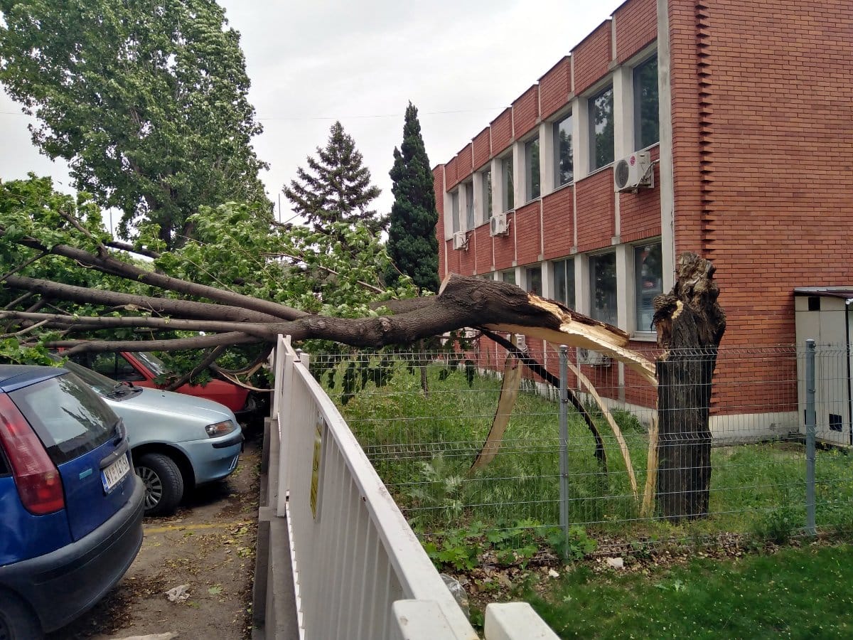 Drvo oboreno 6; foto: Vanja Keser