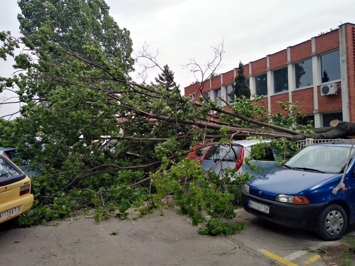 Drvo oboreno 5; foto: Vanja Keser