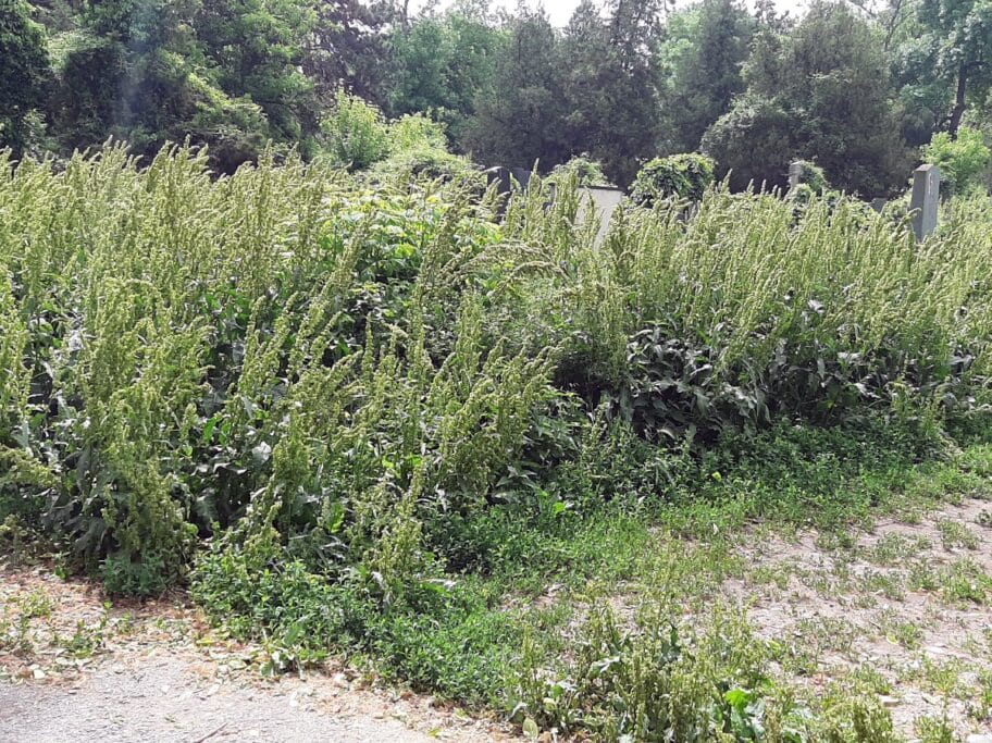 Spomenici na Starom groblju se i ovog proleća ne vide od trave 4 Staro groblje 1 maj 2020 foto citalac