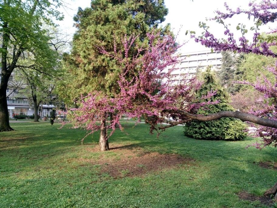 EU info kutak Niš: Fotografišite omiljeni park i osvojite sadnicu cveća 3 Park Leskovac foto Bojana Stamenkovic