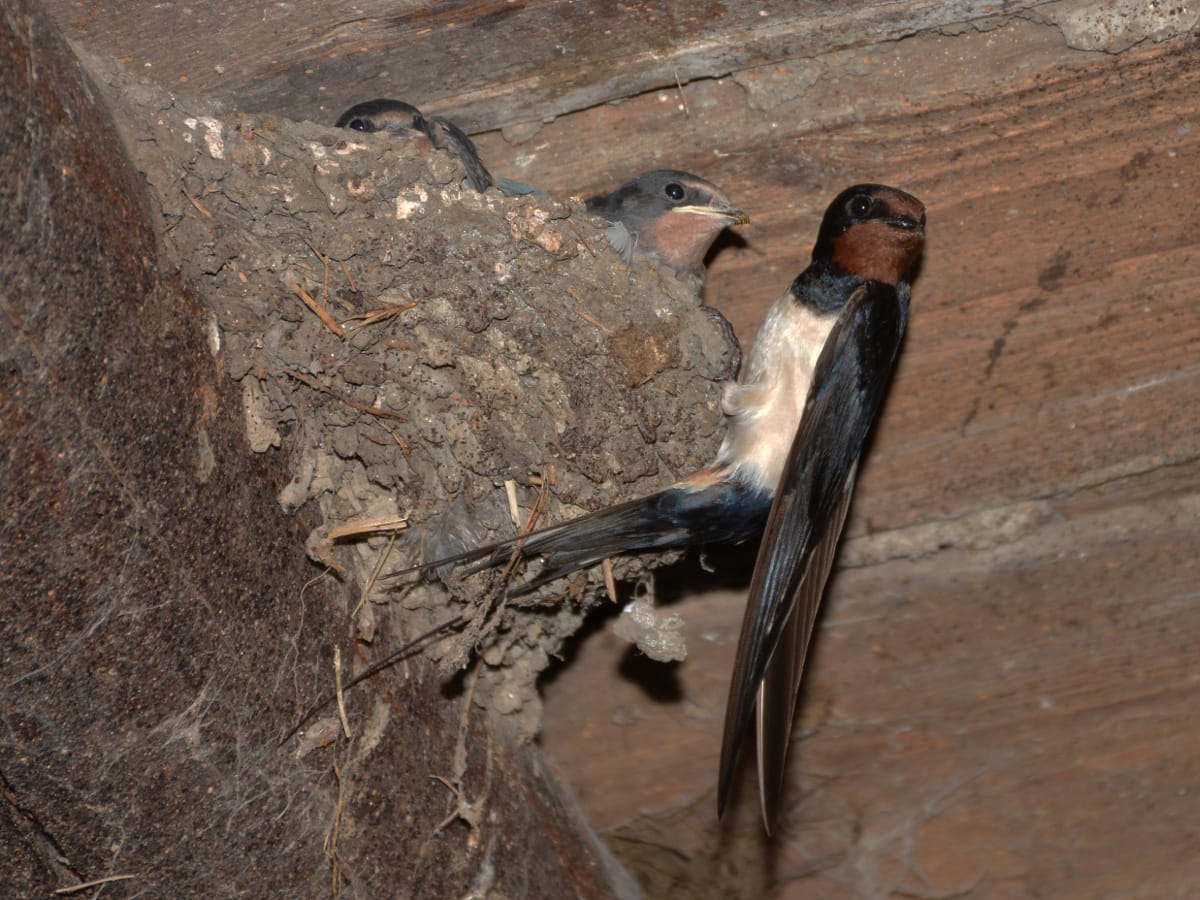 Ceda Vuckovic seoska lasta Opovo 1