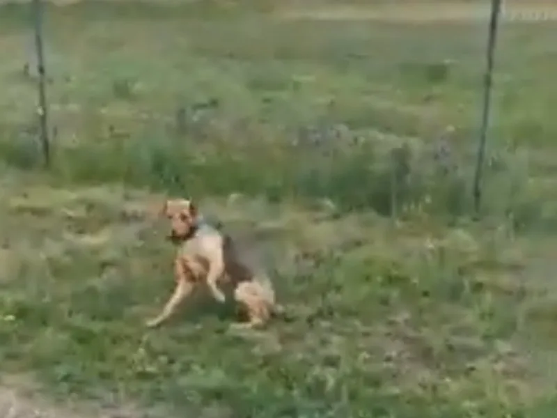 povredjenpas foto prtscr