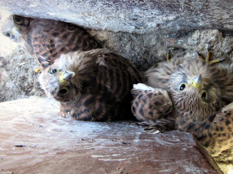 Mladunci vetruske zgrada Nis Dusanov bazar foto Dragan Cvetkovic