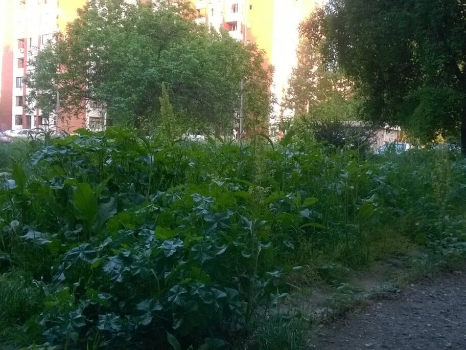 Treće prskanje protiv krpelja ove sezone u Nišu 18 Visoka trava foto citalac