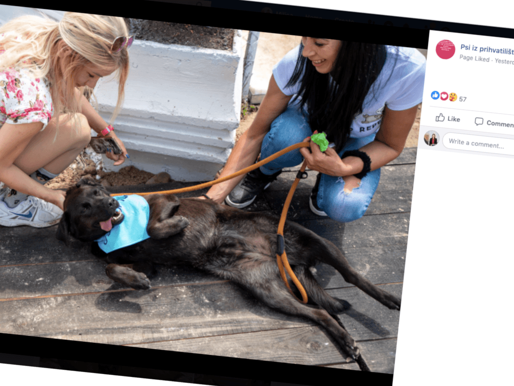 Dan otvorenih vrata u niškom azilu: Bez udomljavanja, ali uz šetnju i pažnju za svakog psa 1 Dan otvorenih dana prihvatiliste foto print screen Psi iz prihvatilista Zoo higijena