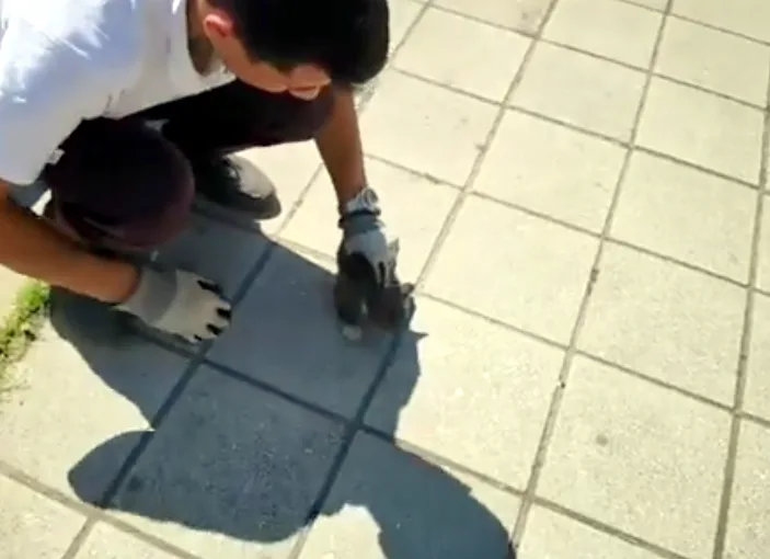 Sasavanje maceta Zoo planet foto print screen Facebook