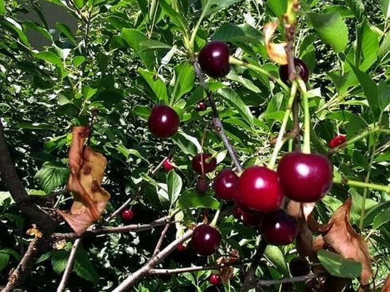 800x600 visnje foto a k