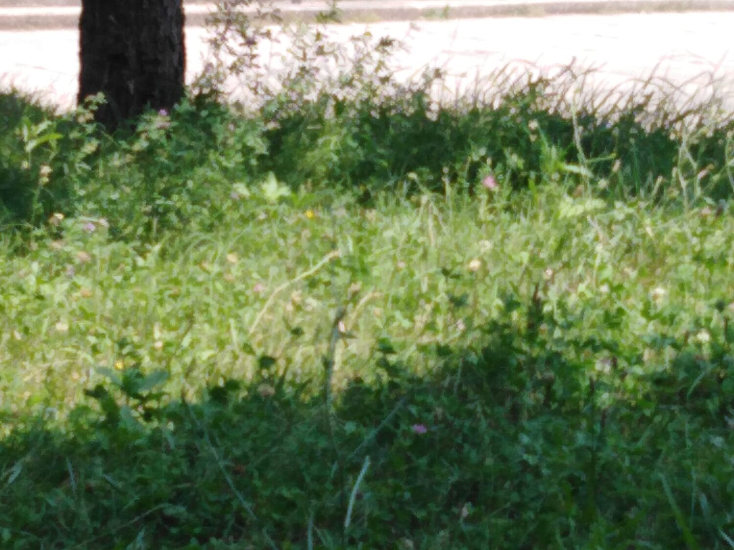 Bubanj neuređeno foto čitateljka2