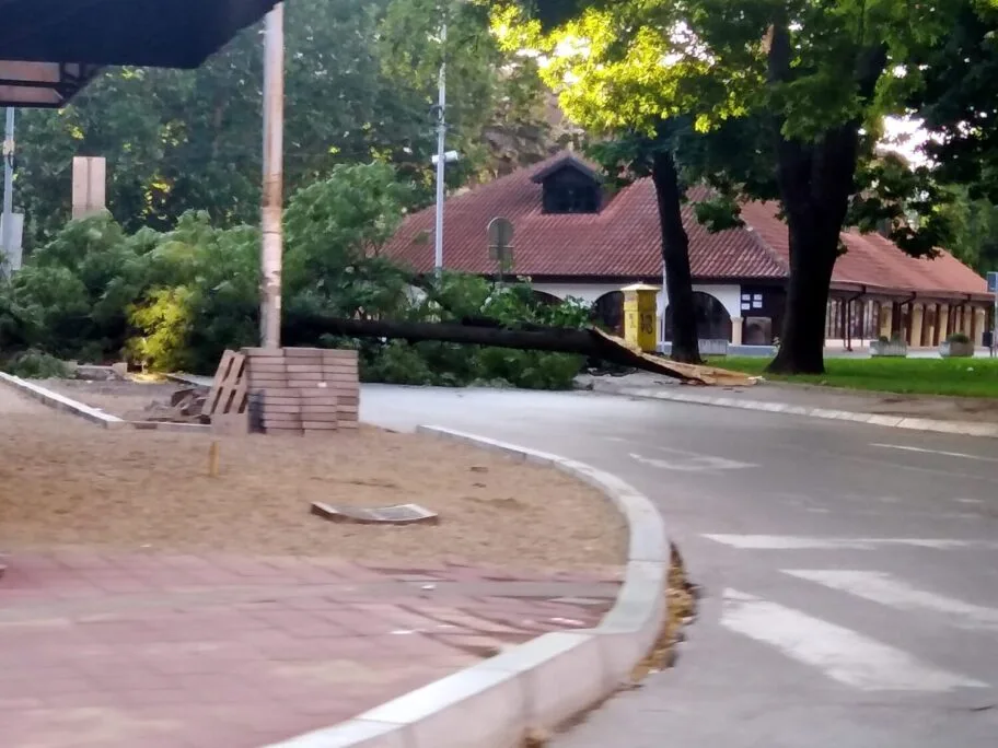 Velika grana pala preko ulice kod Margera, oštetila automobile 10 Pala grana Marger foto Vanja Keser scaled