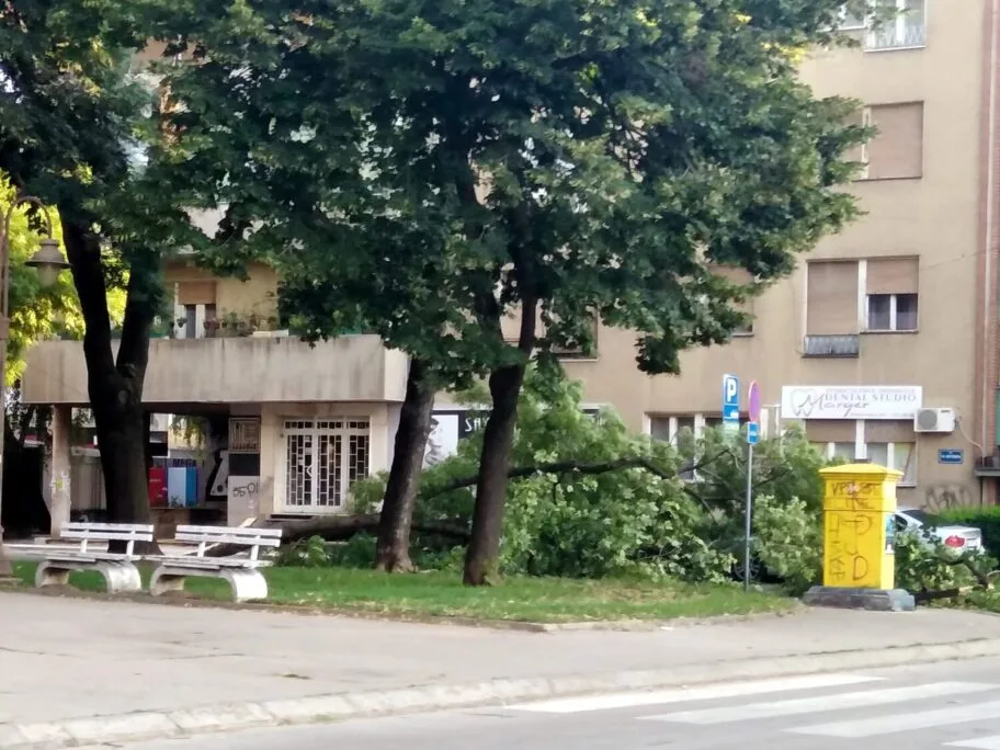 Grana pala na auto u centru Niša, povređen 28-godišnjak 8 Pala grana Prijezdina Marger foto Vanja Keser scaled