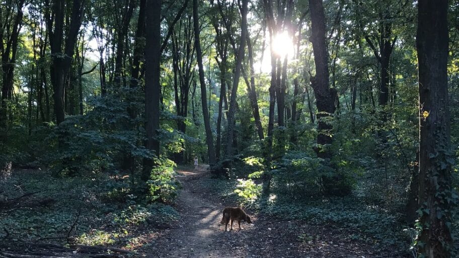 Bitka za Košutnjak i Avala film: „Pluća Beograda" na meti projekta od nacionalnog značaja 2 113487594 img 5033