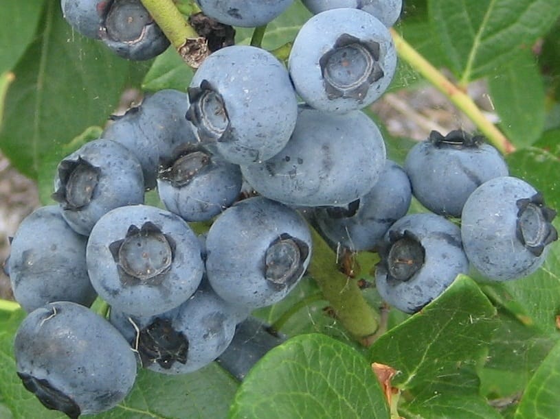 Inspekcija i čuvari kontrolišu berbu borovnice na Vlasini 18 Borovnica ilustarcija foto flickr frasefirgirl